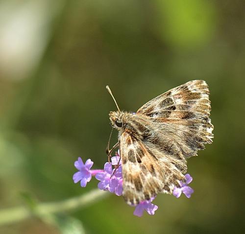 Réf. 238 834 : Carcharodus alceae